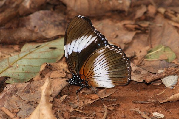 Hypolimnas monteironis major male UNS